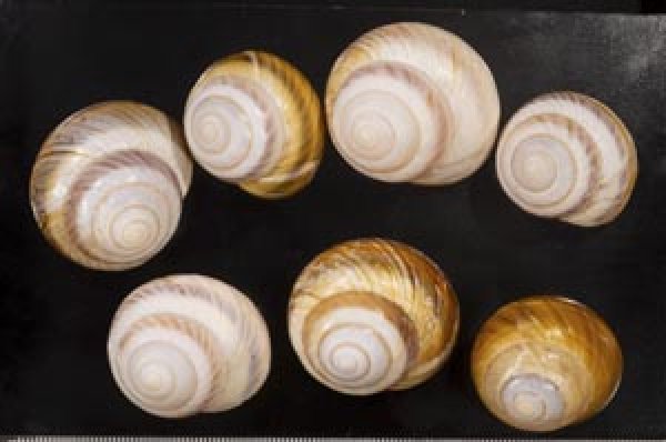 画像1: ニセニモニジカケマイマイ  SALE! (1)