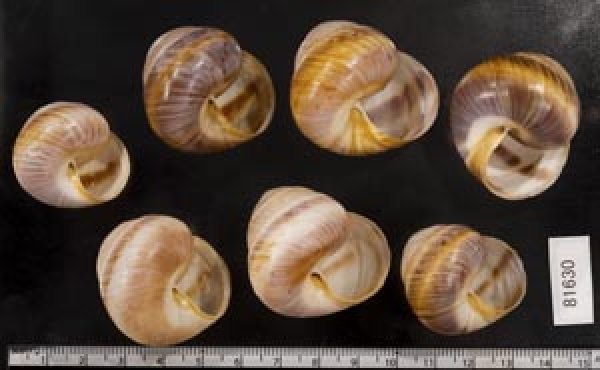 画像2: ニセニモニジカケマイマイ  SALE! (2)