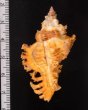 サフランガンゼキボラ Chicoreus crocatusfig.2
