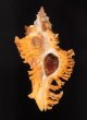 サフランガンゼキボラ Chicoreus crocatusfig.1