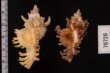 サフランガンゼキボラ Chicoreus crocatusfig.2