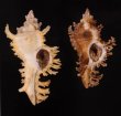 サフランガンゼキボラ Chicoreus crocatusfig.1