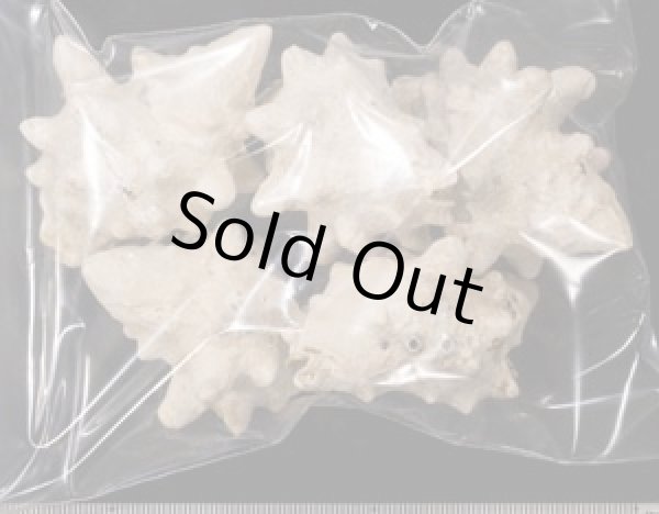 画像2: シラクモガイ (2)