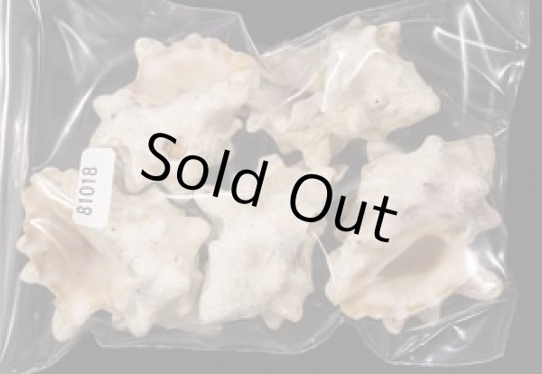 画像1: シラクモガイ (1)