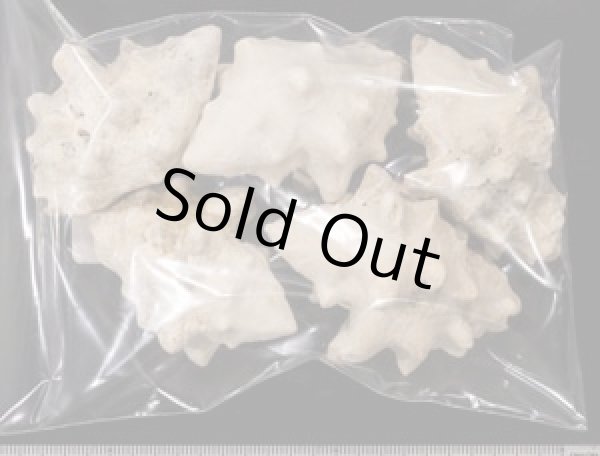 画像2: シラクモガイ (2)