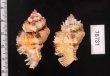 オトヒメガンゼキボラ Chicoreus laciniatusfig.2