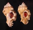 オトヒメガンゼキボラ Chicoreus laciniatusfig.1