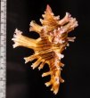 インドセンジュ Chicoreus palmarosaefig.2