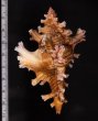 インドセンジュ Chicoreus palmarosaefig.2