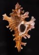 インドセンジュ Chicoreus palmarosaefig.1