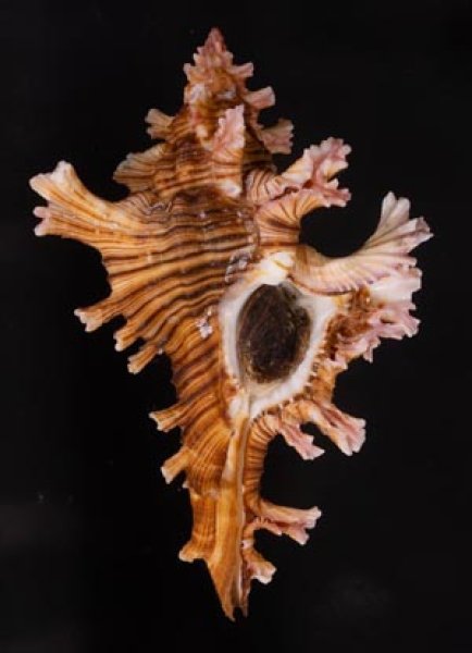 インドセンジュ Chicoreus palmarosaefig.1