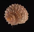 コンペイトウガイ Echinicus cumingi spinulosusfig.2