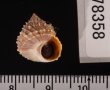 コンペイトウガイ Echinicus cumingi spinulosusfig.3