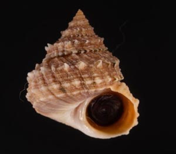 コンペイトウガイ Echinicus cumingi spinulosusfig.1