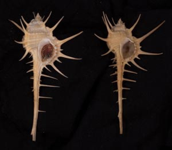 エンマノホネガイ濃色 Murex tenuirostrumfig.1