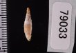クレタアオギセルの一種 Albinaria cretensis strigatafig.2