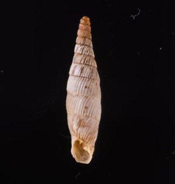クレタアオギセルの一種 Albinaria cretensis strigatafig.1