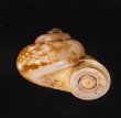 セレベスのアツブタガイの一種 Cyclotus politusfig.2