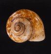 セレベスのアツブタガイの一種 Cyclotus politusfig.1