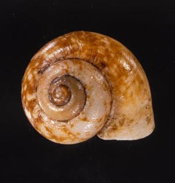 セレベスのアツブタガイの一種 Cyclotus politusfig.1
