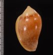 サテンヘリトリ Marginella irroratafig.2