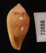 サテンヘリトリ Marginella irroratafig.3