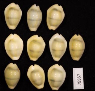 タカラガイ科 CYPRAEIDAE - 美貝 BIGAI