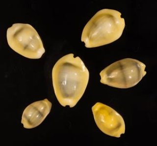 タカラガイ科 CYPRAEIDAE - 美貝 BIGAI