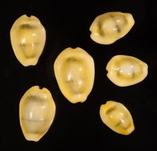 ヒョウダカラ、タカラガイ ホシダカラ | 貝殻標本店「F]