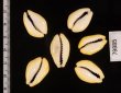 アフリカキイロダカラ Erosaria moneta icterinafig.2