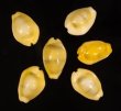 アフリカキイロダカラ Erosaria moneta icterinafig.1