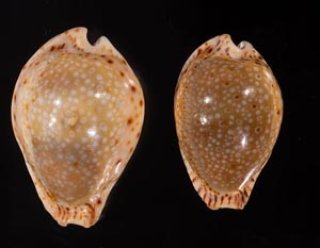 超特大タカラ貝11x7x6cm 特大ヤツシロ貝15x10x7cm 超特大タカラ貝11x7x6cm 超特大ヤツシロ貝15x10x7cm