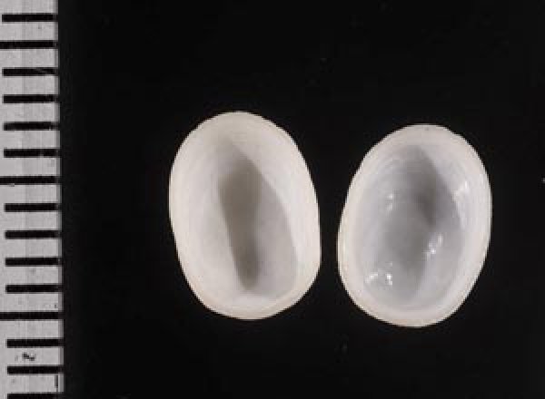 画像2: ワタゾコシロアミガサ (2)