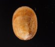 ミヤコドリ Cinnalepeta pulchellafig.1