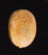 ミヤコドリ Cinnalepeta pulchellafig.1