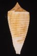 マドラスキジビキイモ Conus asiaticus lovellreeveifig.3