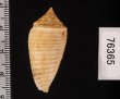 マドラスキジビキイモ Conus asiaticus lovellreeveifig.2