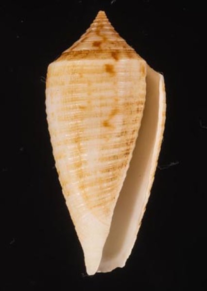 マドラスキジビキイモ Conus asiaticus lovellreeveifig.1