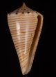 ヒラセイモ Conus hiraseifig.1