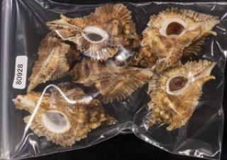 下*田様 貝殻　まとめ売り　（タカラ貝等々…）　標本 下*田様 貝殻 まとめ売り （タカラ貝等々…） 標本 Yahoo