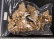 画像2: ニセバライロバショウ SALE！ (2)