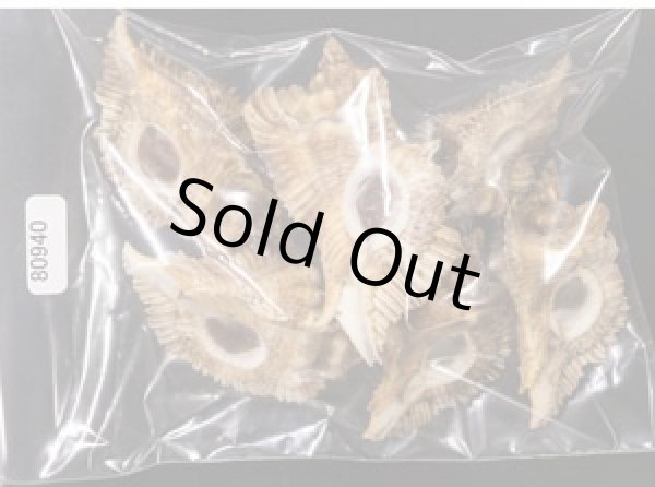 画像1: ニセバライロバショウ SALE！ (1)