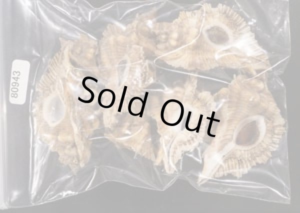 画像1: ニセバライロバショウ SALE！ (1)