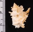 アデヤカカセン Latiaxis gemmatusfig.2