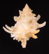 アデヤカカセン Latiaxis gemmatusfig.3