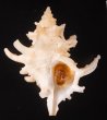 アデヤカカセン Latiaxis gemmatusfig.1