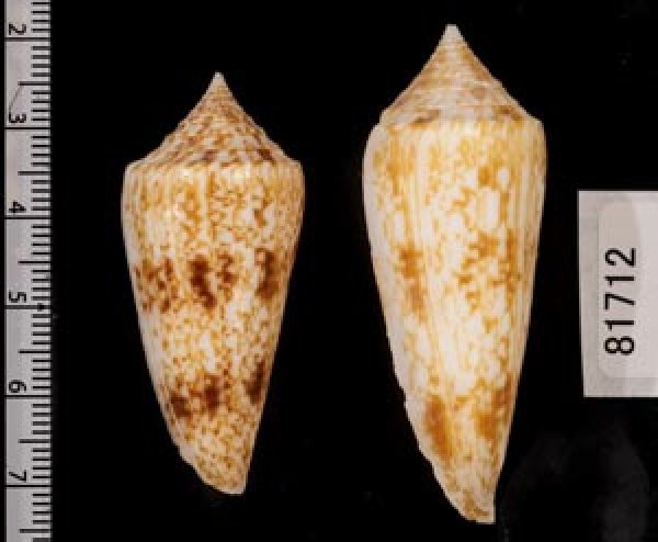 画像2: カイオウイモ (2)