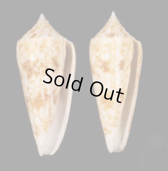 画像1: カイオウイモ (1)