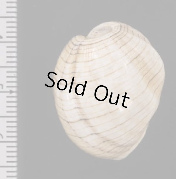 画像2: ミスガイ (2)