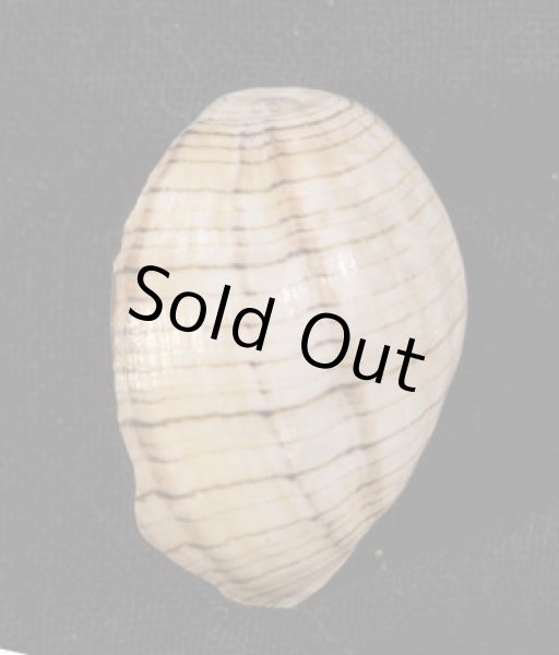 画像3: ミスガイ (3)